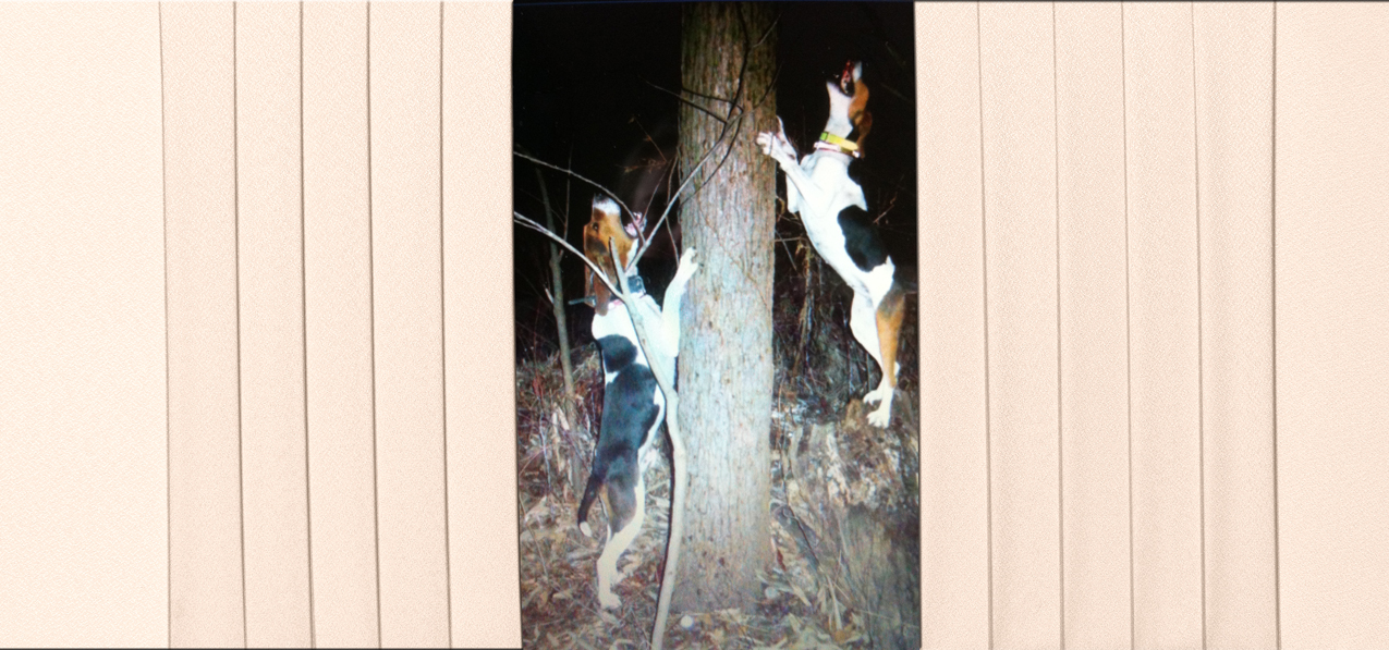 Coon Dog on tree 1